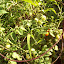 Tomato 'Cherry' planting