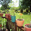 Judith505's Container garden