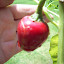 Cherry Pepper