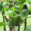 Bell Pepper - Big Bertha