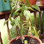 Bell Pepper - Yellow
