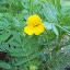 Judith505's Marigolds