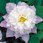 Clematis - Veronica's Choice