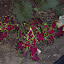 Coleus - Carefree Mix