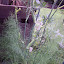 Fennel planting