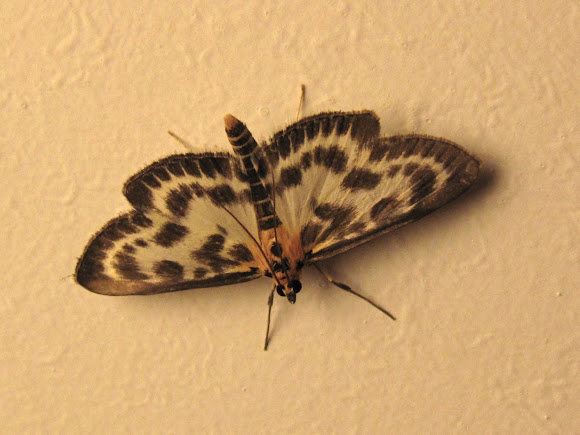 Spotting Image 1
