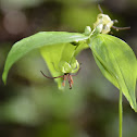 Indian Cucumber Root
