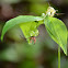Indian Cucumber Root
