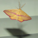 Chickweed Geometer