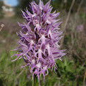 Naked Man Orchid