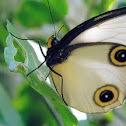 silky owl butterfly