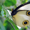silky owl butterfly