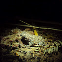 Marbled toad