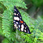 Day flying moth