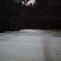 Pond Scum
