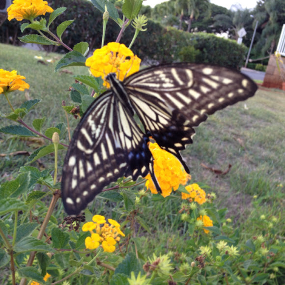 Spotting Image 1