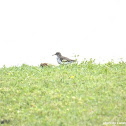 Spotted Sandpiper