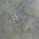 Toad