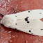 Tiger Moth