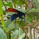 Giant Tarantula Hawk Wasp