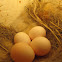 Say's Phoebe Eggs