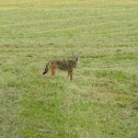 Coyote