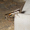 Grasshopper