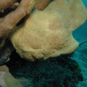 Giant Frogfish