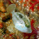 Type of filefish (juvenile)