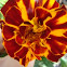 Marigold
