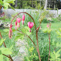 Bleeding Hearts