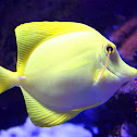 Yellow Tang