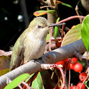 Anna's Hummingbird (female)