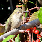 Anna's Hummingbird (female)