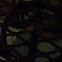 Unknown spotting