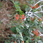 Uruguayan firecracker plant