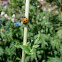 Mariquita. Ladybird