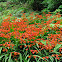 Crocosmia