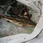 Western Blacknose Dace 