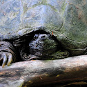 Snapping Turtle