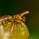 Stingless Bee