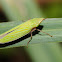 Draeculacephala?