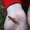 Red-spotted newt