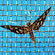 Nausinoe
