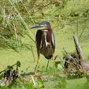 Green Heron