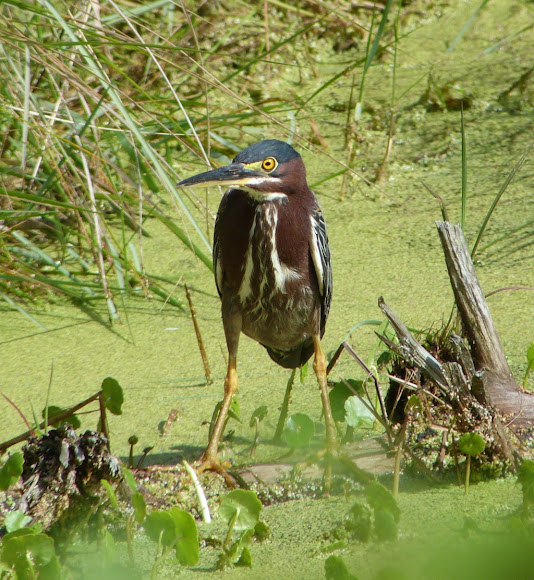Spotting Image 1