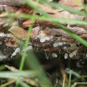 ants carrying larvae