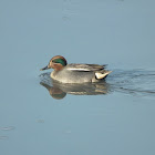 Eurasian Teal