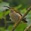 Streaked Spiderhunter