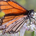 Monarch Butterfly